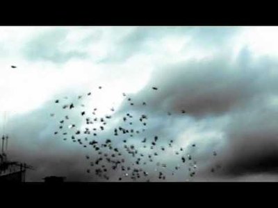 Hm - Pigeon Gym
